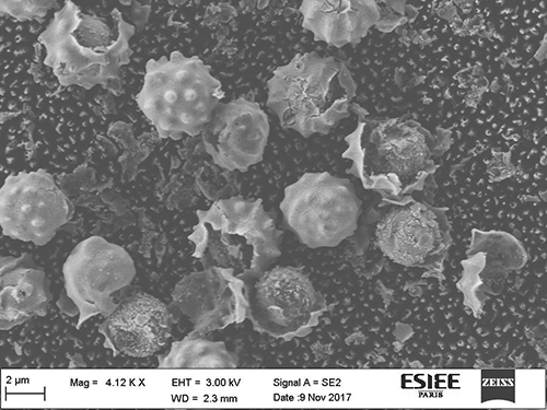 Destruction of Aspergillus Niger: Black Silicon