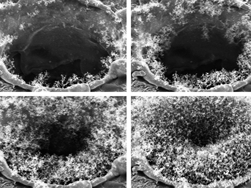 SEM Image Sequence of a 20 Micron Laser-Drilled Tungsten Channel Loaded with Diesel Particles (45 deg Tilt View)