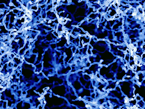 Network of Iron Oxide