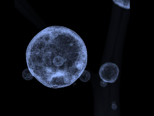 ZnO1-x/Carbon Dots Composite Hollow Spheres Synthesized in a Furnace Aerosol Reactor