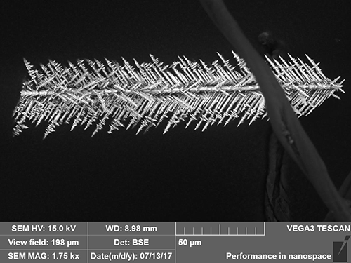 Silver Dendrite Grown in Microgravity