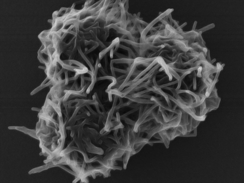 Fungal Hyphae From Brachypodium Distachyon Plant