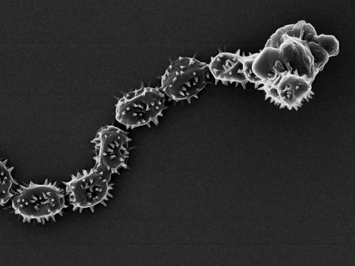 Biological Spore-mineral Dust Interactions From the Brachypodium Plant-soil System