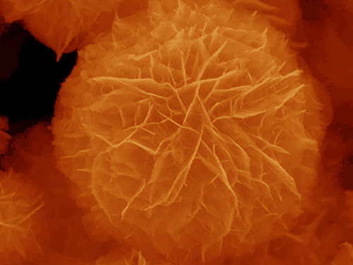 A Marigold Flower of Semiconducting Copper Indium Disulphide (CuInS2)