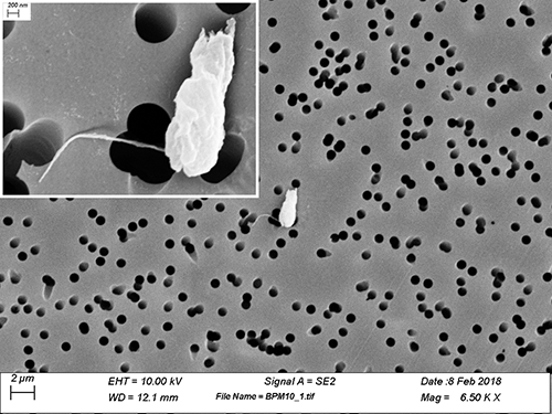 Mouse on a Roll of Cheese