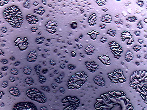 Structures of Mixed Sulfate Particles