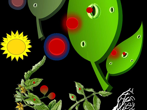 Aerosol delivery of plant nutrients: Gas Phase Uptake  