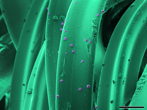 Scanning electron micrograph of aerosol deposited particles containing Yersinia pestis