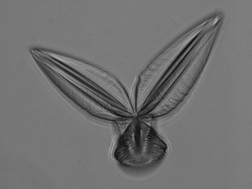 Micro Helicopter Seeds 