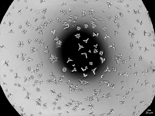 Swarmers Coming out of Colony 