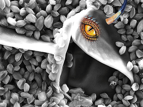 The roar of spores: A look at the fungal aerosol emission