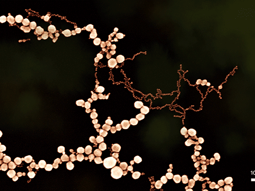 A Cherry Blossom of Gold