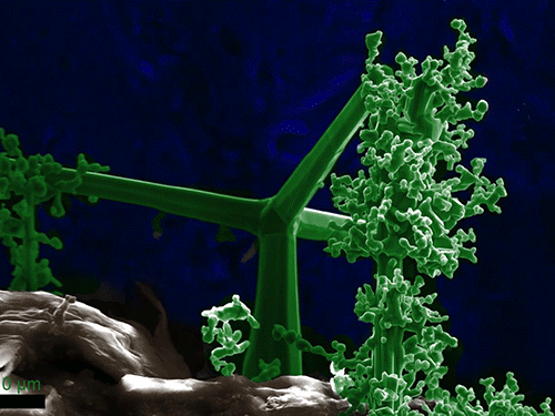 Strong ZnOx Bonds Connecting Growing Life on Planet X