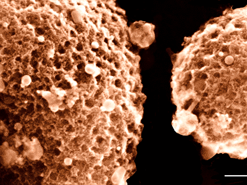 Cavernous Carbon: Porosity Curiosity