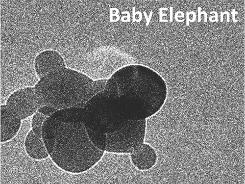 Baby Elephant in Shades of Gray
