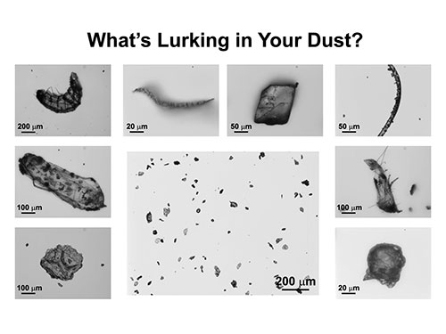 What’s Lurking in Your Dust?