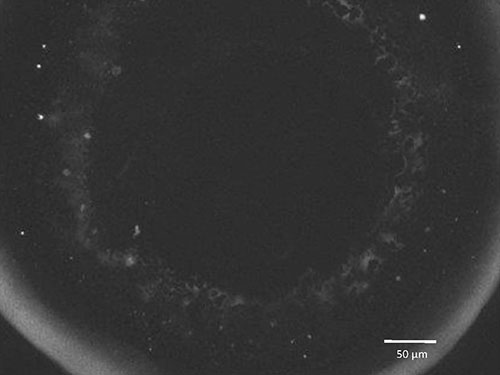 Eye of the Fluidic Dwarf