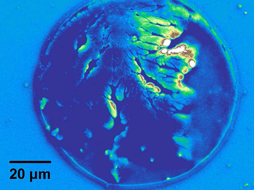 The Diamond's Cousin