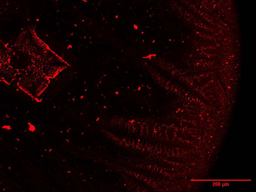 Fluorescently Labeled Influenza A Virus in dried 1-?L 0.1% Mucin Droplet at 50% Relative Humidity