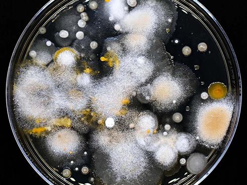Two Worlds Apart: Pyrolysis and Oxidation