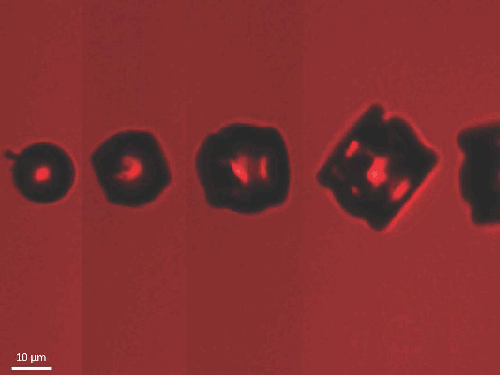 Ice Nucleation in Red