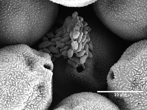 Pollen “Babies”